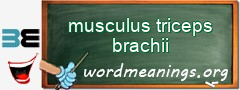 WordMeaning blackboard for musculus triceps brachii